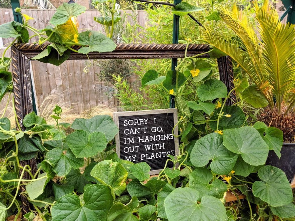 Thriving plants in the Little Leyton Greenhouse with sign 